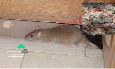 Letak Dipenjuru Rumah Campuran RAMUAN Berkesan Halau Ular Dan Tikus.