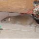 Letak Dipenjuru Rumah Campuran RAMUAN Berkesan Halau Ular Dan Tikus.