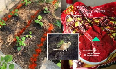 Menabur Serbuk Cili Cara cara Terbaik Elak Kucing Buang Najis Dekat Tanaman Dan Laman Rumah