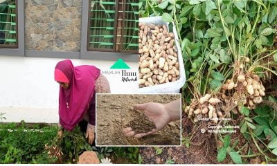 Menanam Kacang Tanah Petua Gembur Tanah Yang Keras Supaya Mudah Untuk Bercucuk Tanam