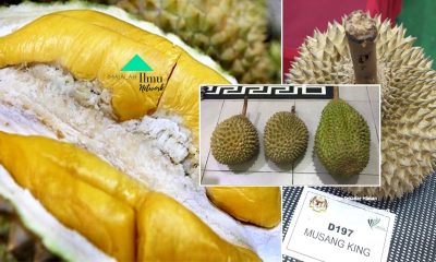 Sebelum Kita Mahu Membeli Perlu Tahu 5 Ciri Durian Musang King Untuk Mengelak Dari Ditipu