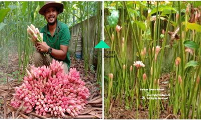Tips Dari Pekebun Kantan Cara Tanam Dan Jaga Pokok Kantan Yang Betul Untuk Nampak Subur Dan Banyak Bunga.