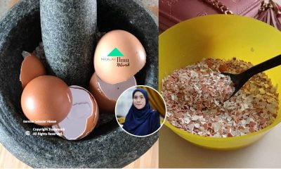 Baja Semulajadi Untuk Kuatkan Akar Taburkan Saja KULIT TELUR Keliling Pokok Seminggu Sekali