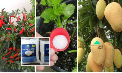 Cara Dan Tips Untuk Pokok Hasilkan Buah Yang Manis Cili Lebih Pedas. Hanya Guna Bahan Ini