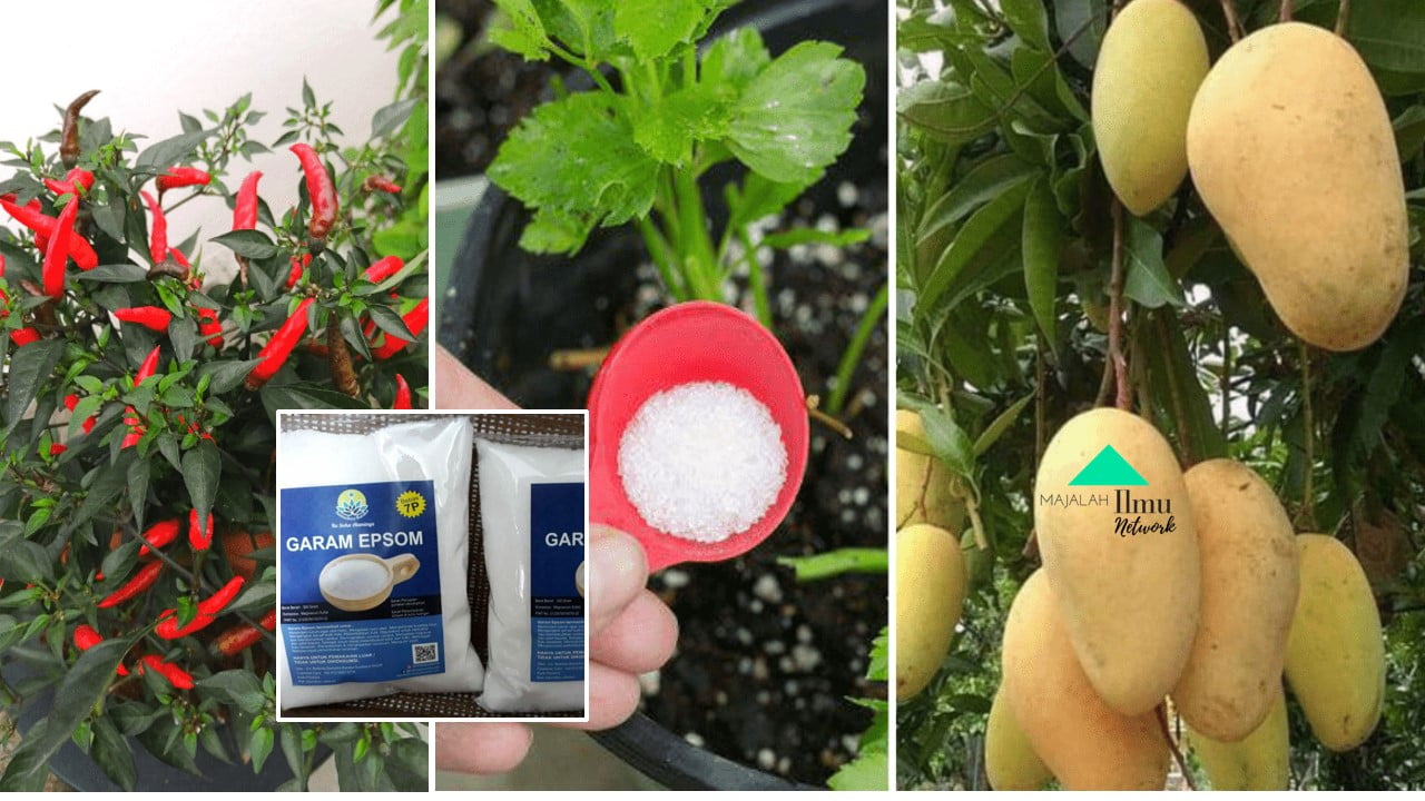 Cara Dan Tips Untuk Pokok Hasilkan Buah Yang Manis Cili Lebih Pedas. Hanya Guna Bahan Ini