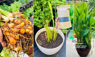 Cara Keluarkan Pokok Kunyit Yang Sudah Penuh Di Pasu Untuk Dibiakkan 7 Hari Sudah Keluar Tunas Baru