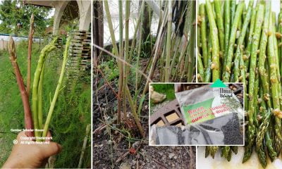 Cara Tanam Asparagus Mudah Dan Berbaloi Hanya Guna Biji Benih Dan Sekali Tanam Tahan Hingga 20 Tahun