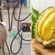 Ikuti Peringatan Dari Doktor Ini. Kandungan Potassium Pada Buah Durian Boleh Meragut Nyawa Anda Ada Seorang Pesakit Buah Pingggang Telah Meninggal Dunia Setelah Memakan Hanya Seulas