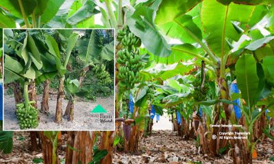 Pengurus Ladang Berkongsi Tips Yang LENGKAP Menanam Pisang Ada Caranya