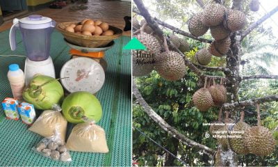 Petua Dari Petani Thailand Tips Lebatkan Buah Durian Sampai Penuh Dahan