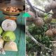 Petua Dari Petani Thailand Tips Lebatkan Buah Durian Sampai Penuh Dahan