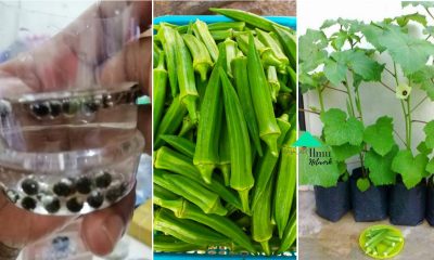 Pokok Masih Rendah Tapi Sudah Berbuah Ini Tips Dan Cara Tanam Bendi Didalam Polibeg