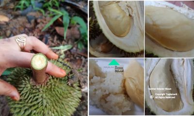 Tips Tengok Tangkai Goncang Dan Kulit Durian. Penjual Durian Ini Berkongsi Cara Untuk Memilih Durian Rasa Lemak Manis