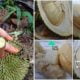 Tips Tengok Tangkai Goncang Dan Kulit Durian. Penjual Durian Ini Berkongsi Cara Untuk Memilih Durian Rasa Lemak Manis
