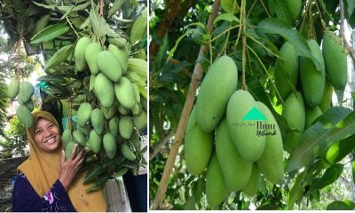 Wanita Ini Kongsi Cara Rahsia Nak Buat Pokok Mangga Merimbun Buahnya Hanya Guna Minyak Ini