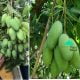 Wanita Ini Kongsi Cara Rahsia Nak Buat Pokok Mangga Merimbun Buahnya Hanya Guna Minyak Ini