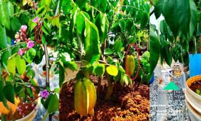 Kaedah Pokok Buah Naik Meninggi Separas Lutut Dah Berbuah 1