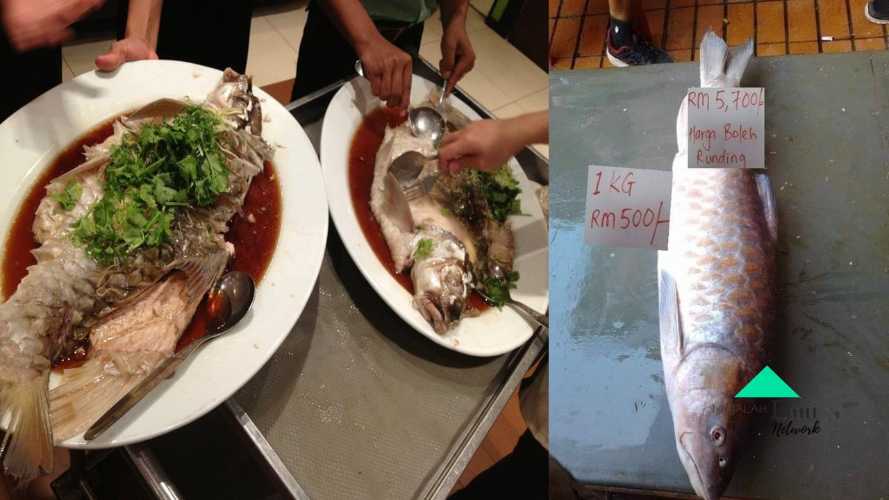 Ikan paling mahal di malaysia