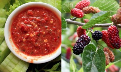 sambal belacan mulberi