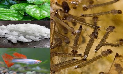 petua elak jentik-jentik