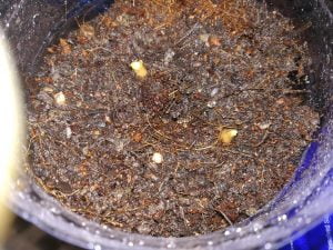 Cara Tanam Pokok Lemon Dari Biji Benih & Tip Supaya Berbuah Lebat 13 72193333 2744648085557135 6353892605301882880 n 06 32 473438