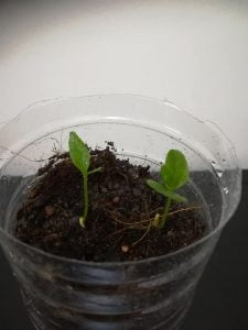 Cara Tanam Pokok Lemon Dari Biji Benih & Tip Supaya Berbuah Lebat 14 72232458 2744648195557124 7610188483755245568 n 06 51 217454