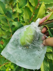 96397346 236824047732470 4197280549775081472 n