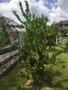 Cara Tanam Pokok Lemon Dari Biji Benih & Tip Supaya Berbuah Lebat 15 96782140 10223436229397874 5420948828696084480 n 06 54 335463