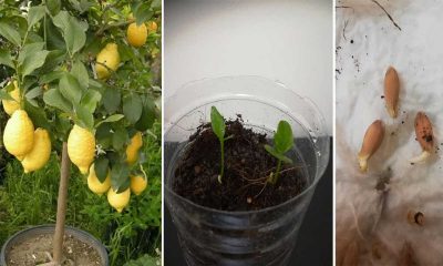 Cara Tanam Pokok Lemon Dari Biji Benih Tip Supaya Berbuah Lebat