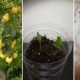 Cara Tanam Pokok Lemon Dari Biji Benih Tip Supaya Berbuah Lebat