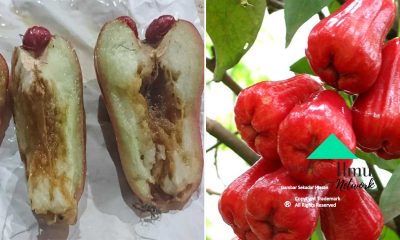 Hasil Buah Buruk Berulat Kerana Serangan Lalat Buat Tip Ini Untuk Elakkannya