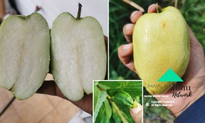 Kaedah Tanpa Guna Racun Agar Pokok Berbuah Elok Tak Buruk Berulat