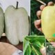 Kaedah Tanpa Guna Racun Agar Pokok Berbuah Elok Tak Buruk Berulat
