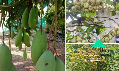 Kalau Tanam Pokok Buah Buat 2 Air Semburan Ini Untuk Pastikan Hasil Buah Elok Lebat