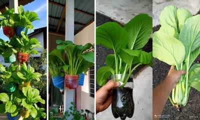 Segarnya Sawi King Kong Tanam Dalam Bekas Botol Sahaja. Sangkut Pada Tiang Jimat Ruang