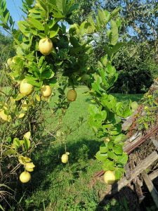 Cara Tanam Pokok Lemon Dari Biji Benih & Tip Supaya Berbuah Lebat 16 radziah abd salam 06 35 566401