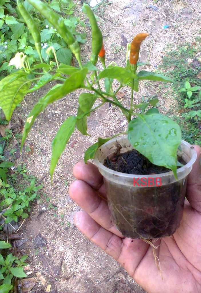 Pokok Cili Guna 