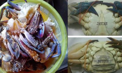 Tip Pilih Ketam
