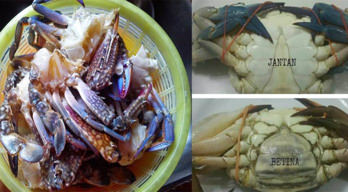 Tip Pilih Ketam