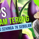 Tips Tanam Terung, Untung sehinga 7k sebulan. 40 Tanam terung