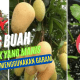 Tips Hasil Pokok Buah Yang Manis Dan Cili Lebih Pedas Hanya Menggunakan Garam 34 tips buah