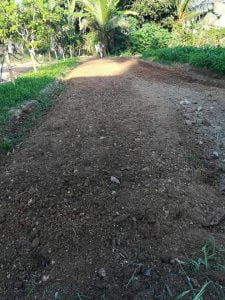 Panduan Tanam Kangkung