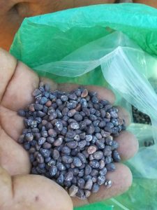 Panduan Tanam Kangkung