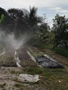 Panduan Tanam Kangkung