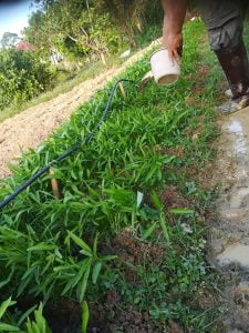 Panduan Tanam Kangkung