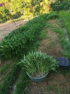 Panduan Tanam Kangkung