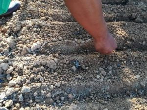 Panduan Tanam Kangkung