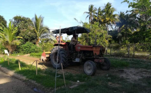 Panduan Tanam Kangkung
