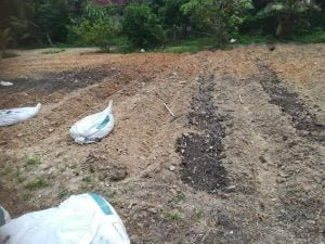 Panduan Tanam Kangkung