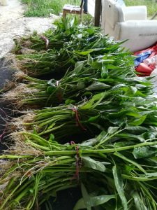 Panduan Tanam Kangkung